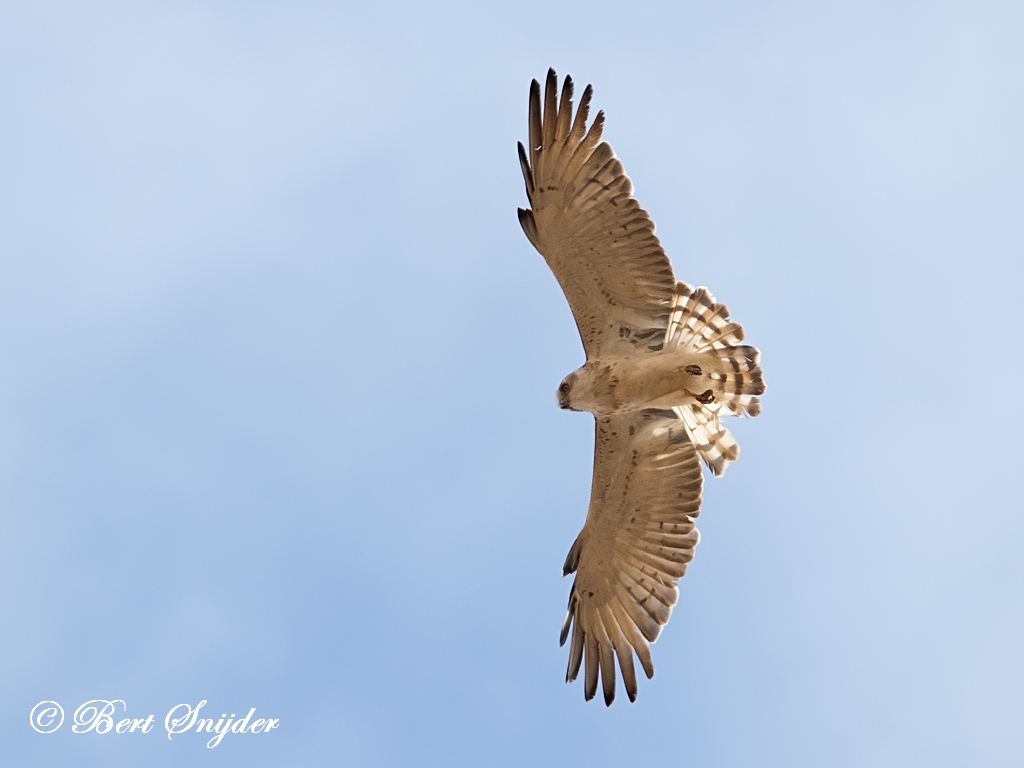 Short-toed Eagle Birding Portugal