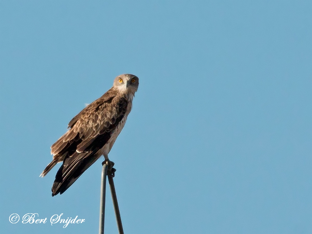 Short-toed Eagle Birding Portugal