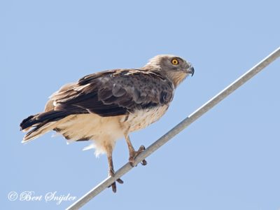 Short-toed Eagle Birding Portugal