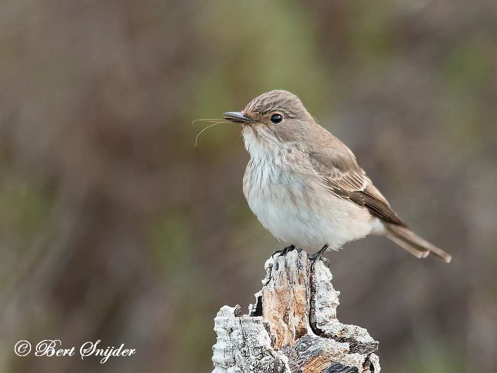 Spotted Flycatcher Bird Hide BSP1 Portugal