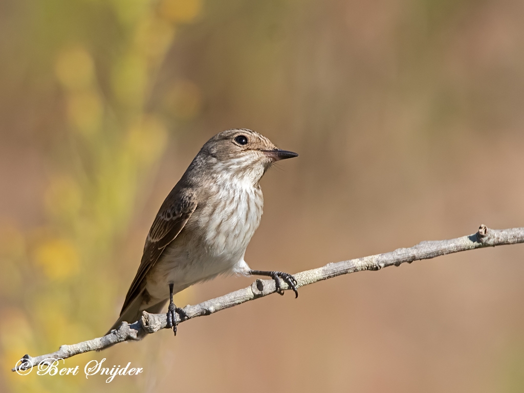 Spotted Flycatcher Bird Hide BSP1 Portugal