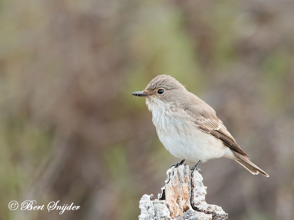 Spotted Flycatcher Bird Hide BSP1 Portugal