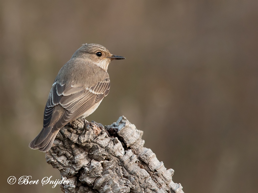 Spotted Flycatcher Bird Hide BSP1 Portugal