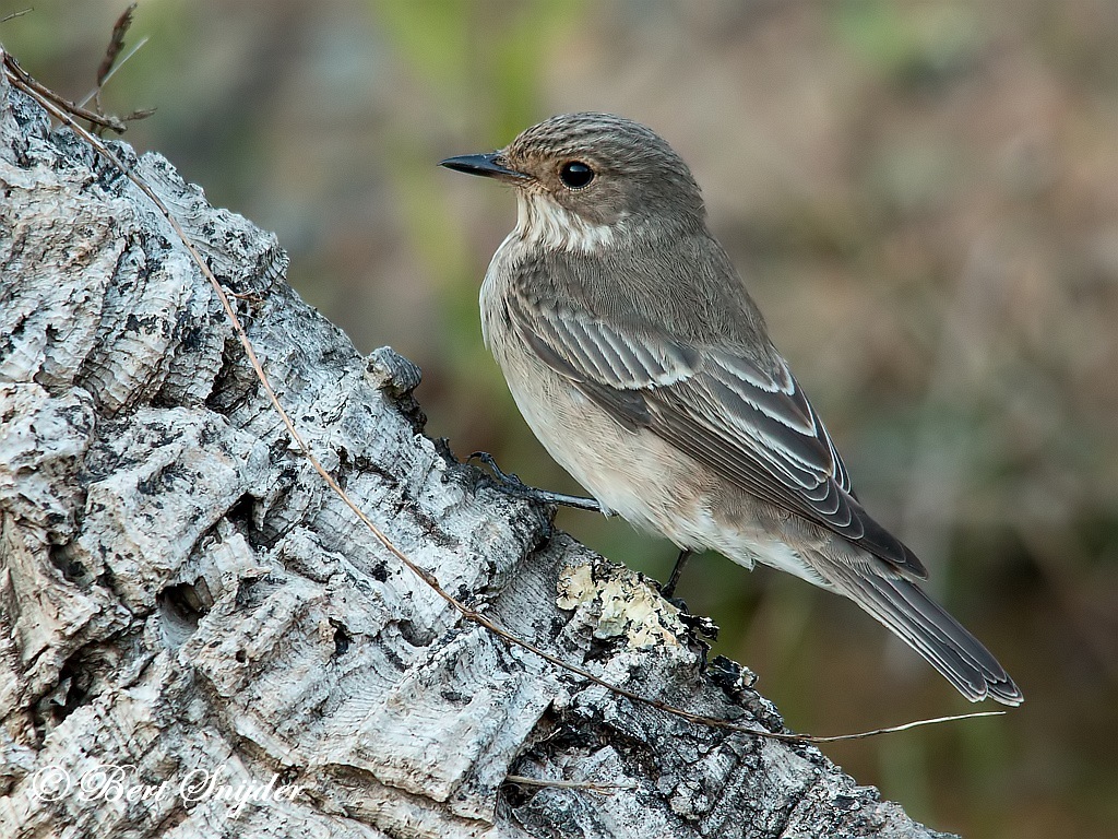 Spotted Flycatcher Bird Hide BSP1 Portugal