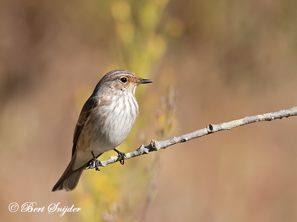 Spotted Flycatcher Bird Hide BSP1 Portugal