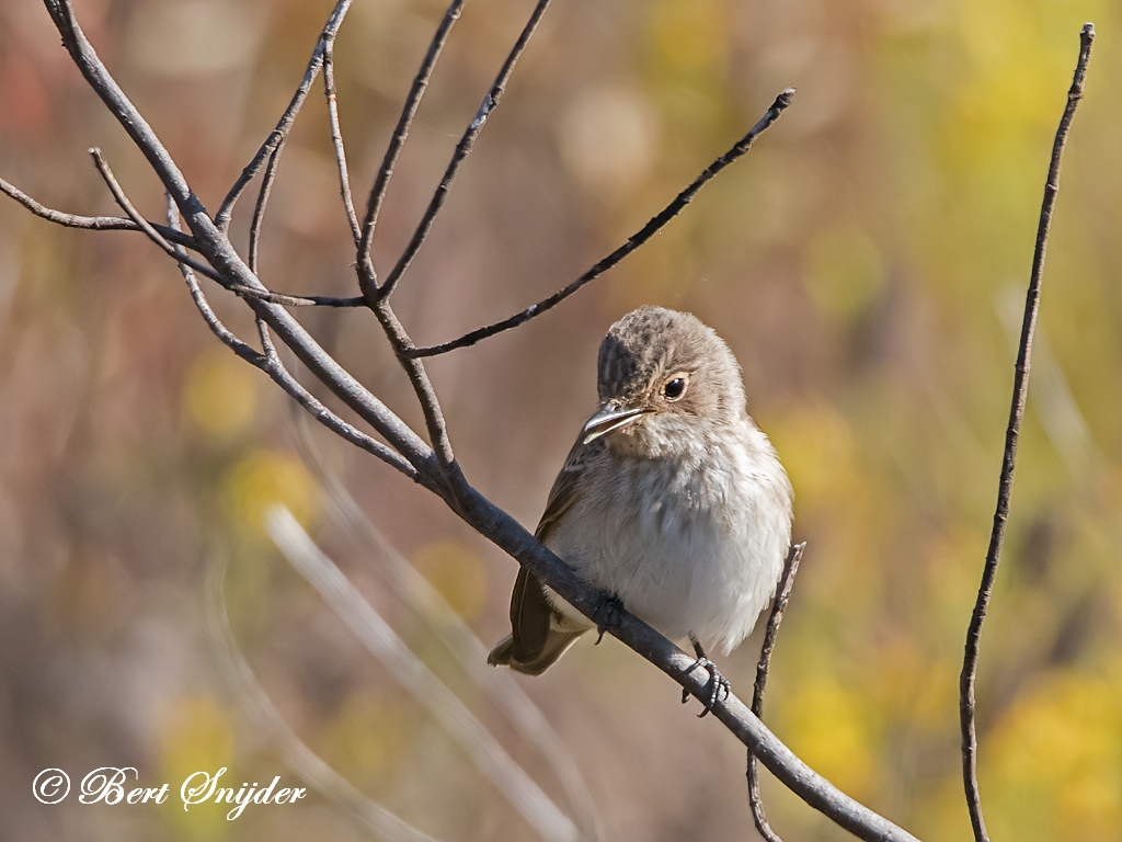 Spotted Flycatcher Bird Hide BSP1 Portugal