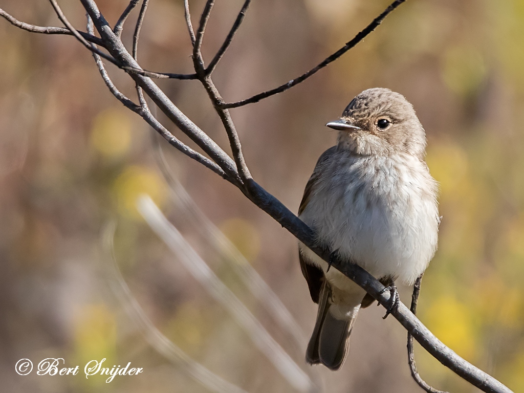 Spotted Flycatcher Bird Hide BSP1 Portugal