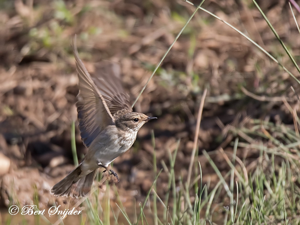 Spotted Flycatcher Bird Hide BSP1 Portugal