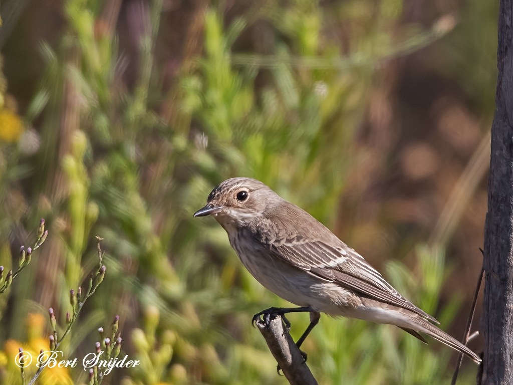 Spotted Flycatcher Bird Hide BSP1 Portugal