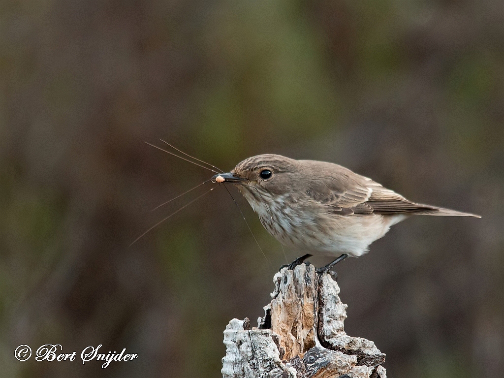 Spotted Flycatcher Bird Hide BSP1 Portugal