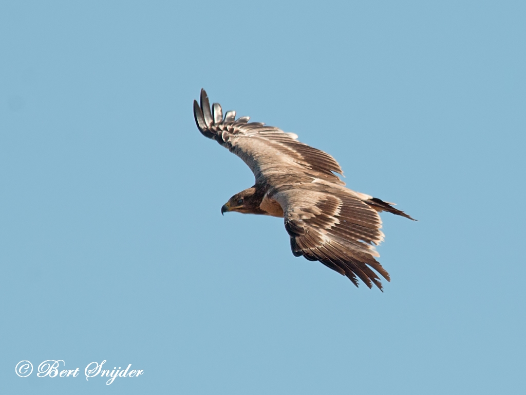 Steppe Eagle Birding Portugal