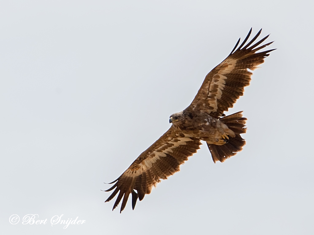 Steppe Eagle Birding Portugal