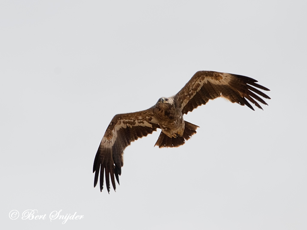 Steppe Eagle Birding Portugal