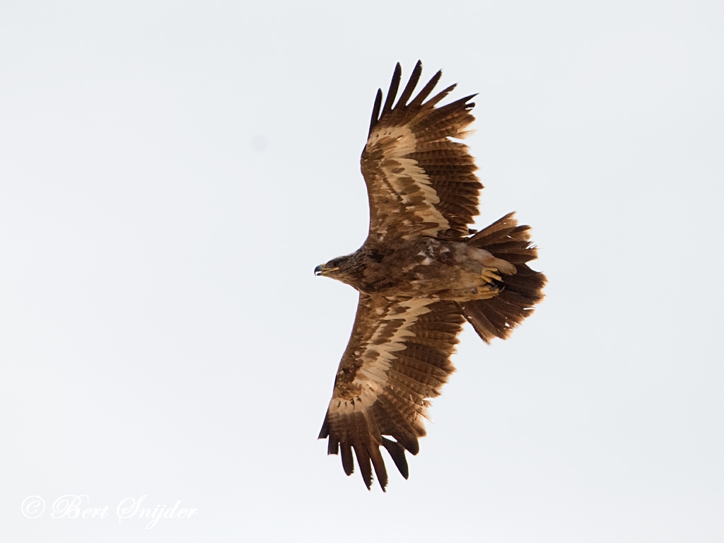 Steppe Eagle Birding Portugal