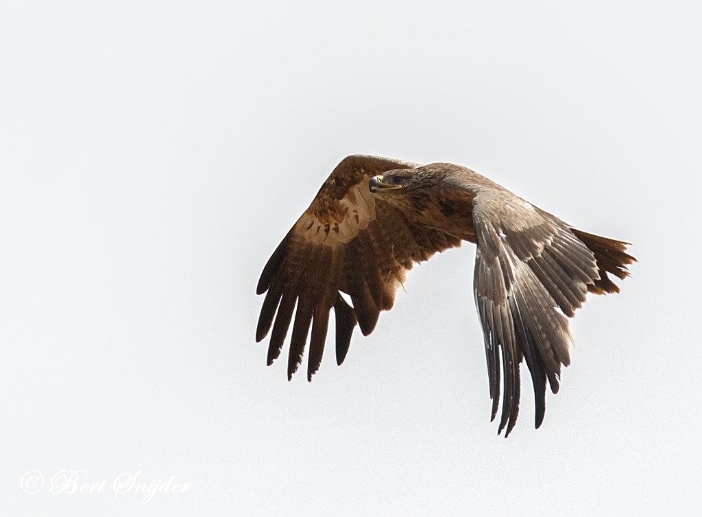 Steppe Eagle Birding Portugal