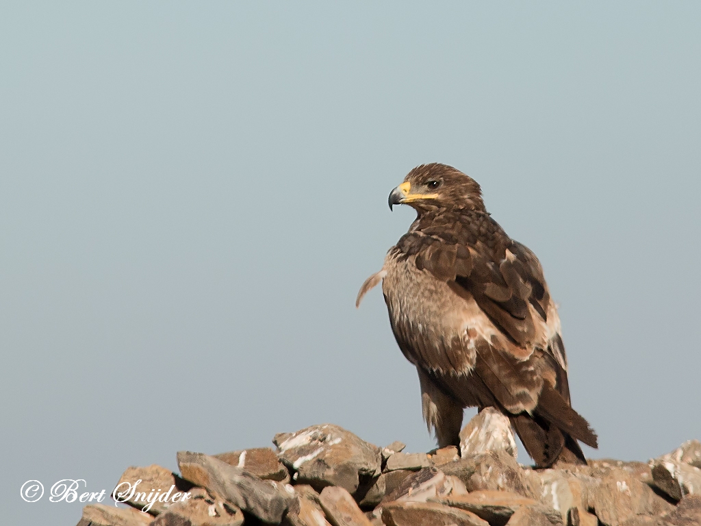 Steppe Eagle Birding Portugal