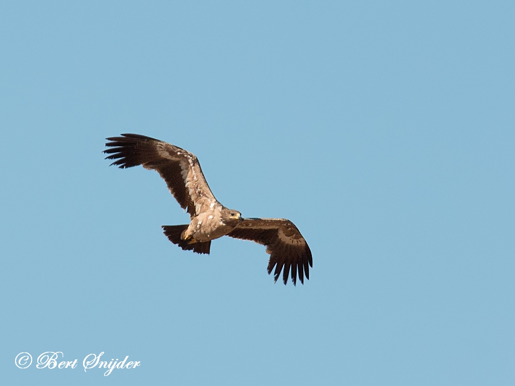 Steppe Eagle Birding Portugal