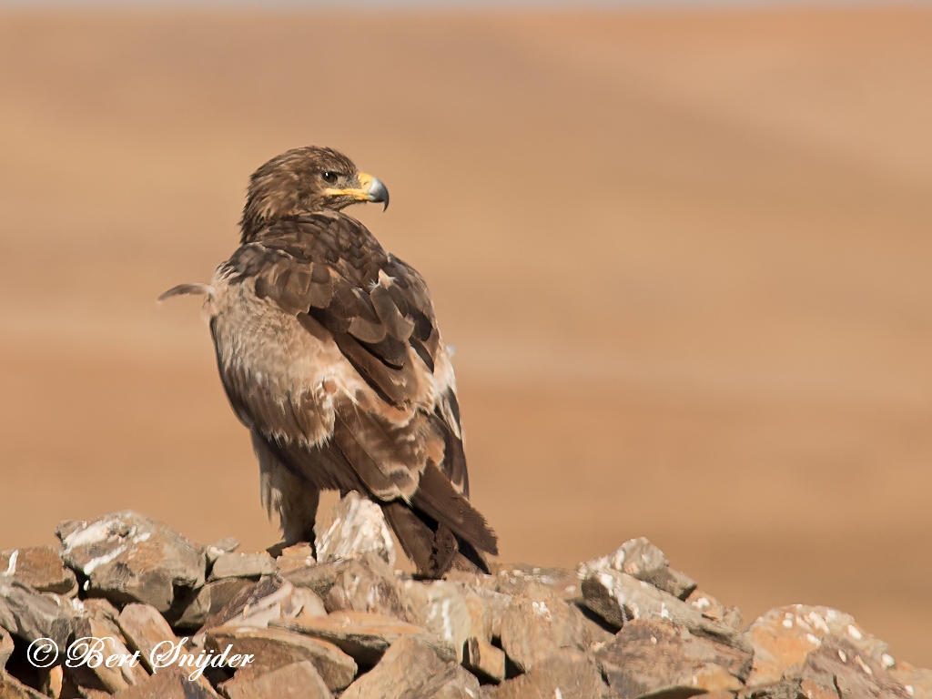 Steppe Eagle Birding Portugal