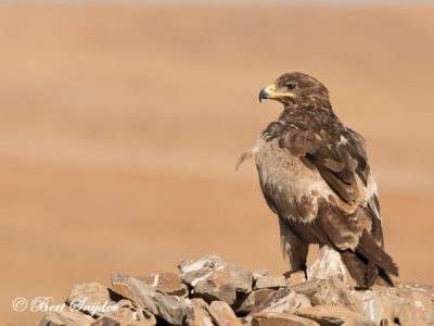 Steppe Eagle Birding Portugal