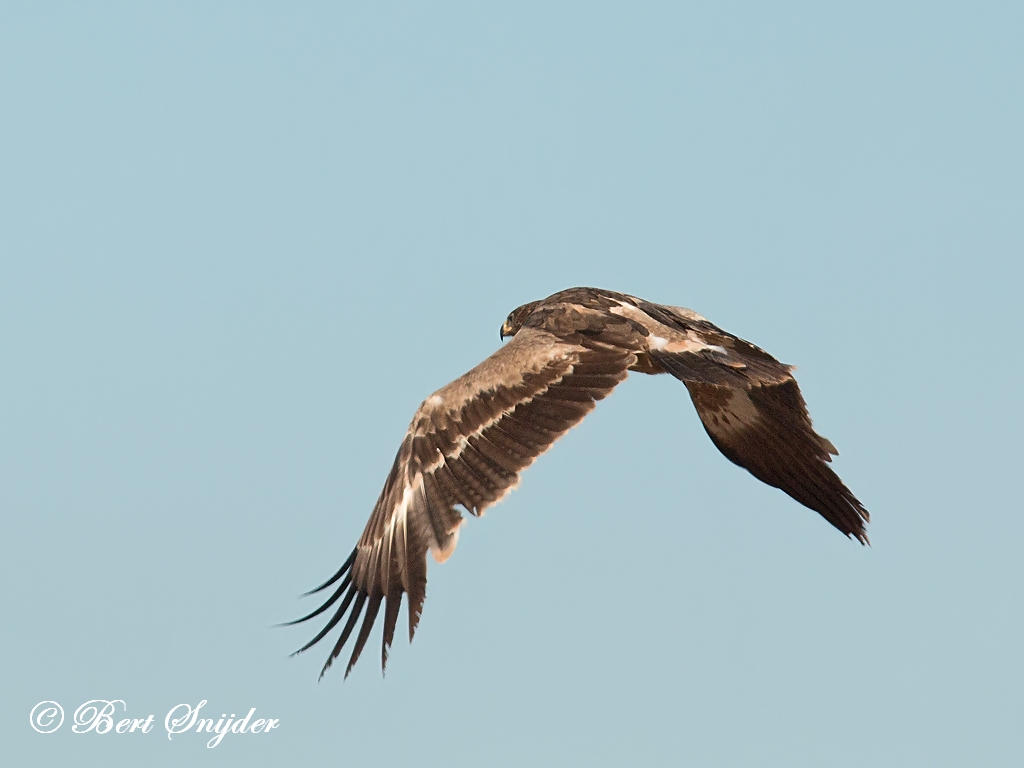 Steppe Eagle Birding Portugal