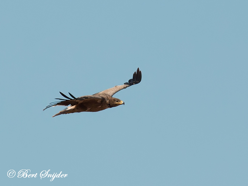 Steppe Eagle Birding Portugal