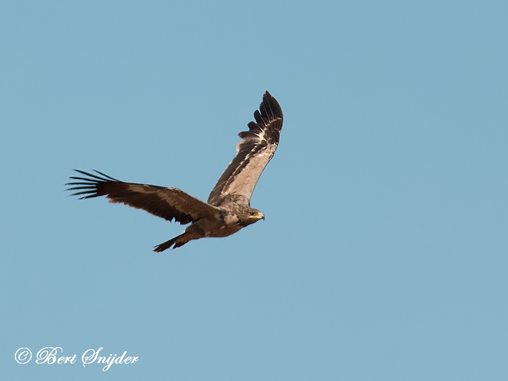 Steppe Eagle Birding Portugal