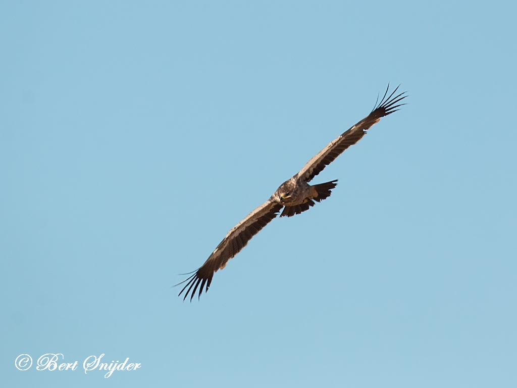 Steppe Eagle Birding Portugal