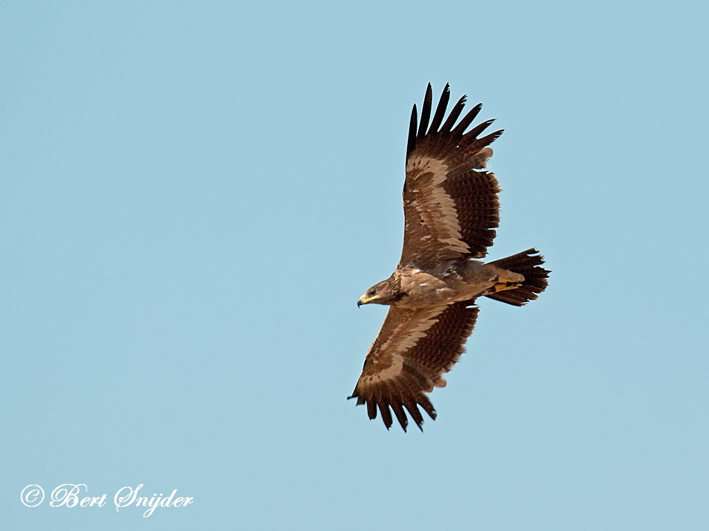 Steppe Eagle Birding Portugal