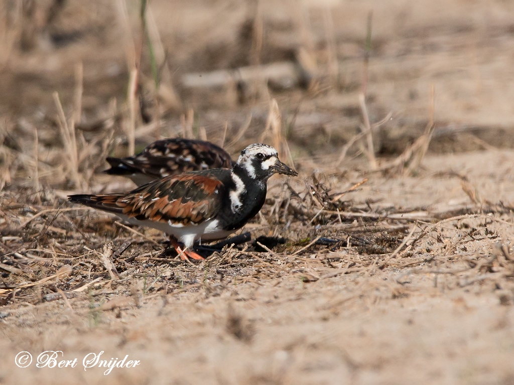 Turnstone Bird Hide BSP3 Portugal