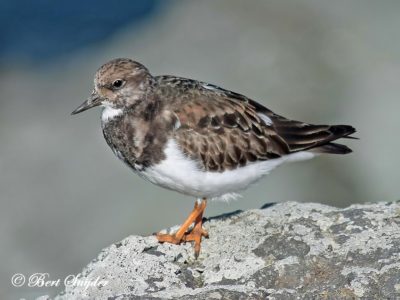Turnstone Birding Portugal