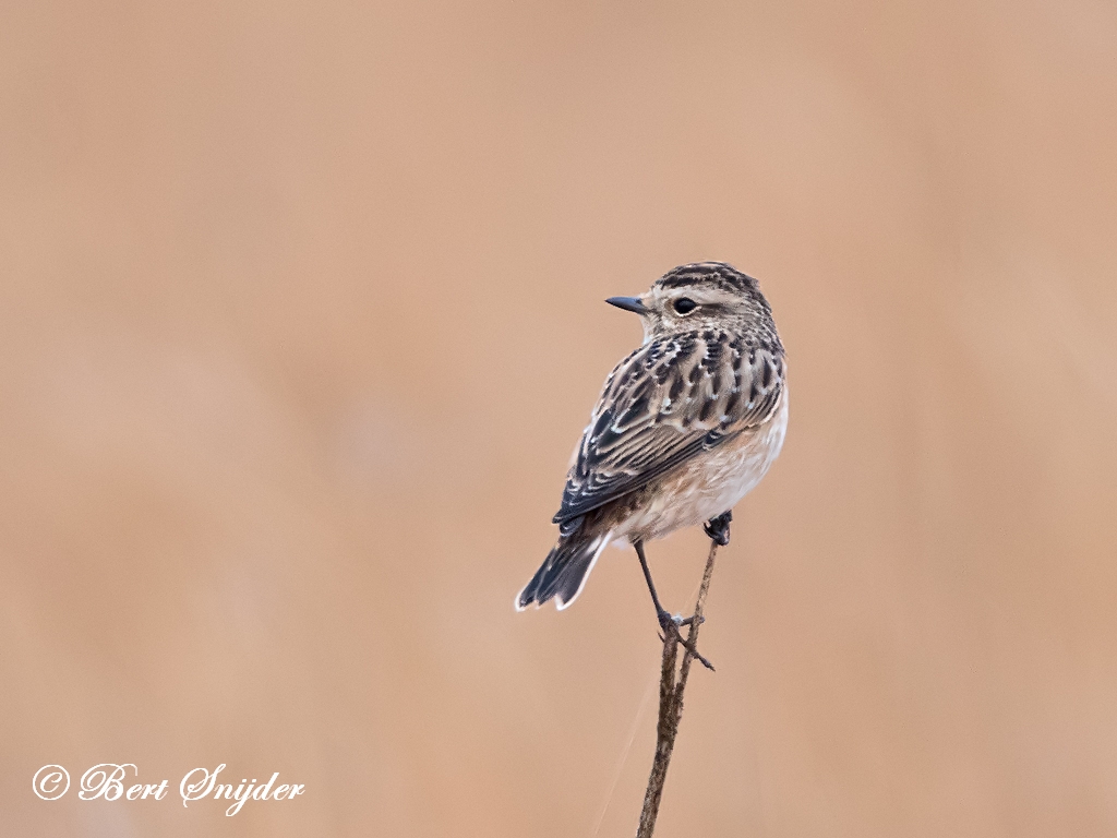 Whinchat Birding Portugal