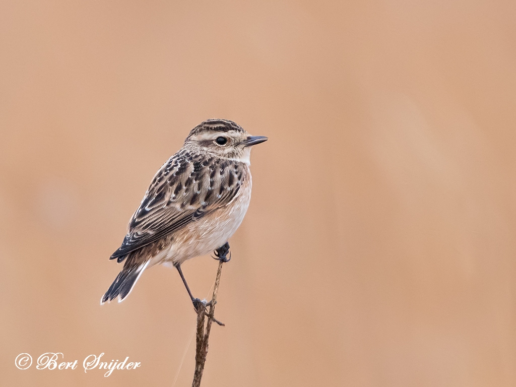 Whinchat Birding Portugal