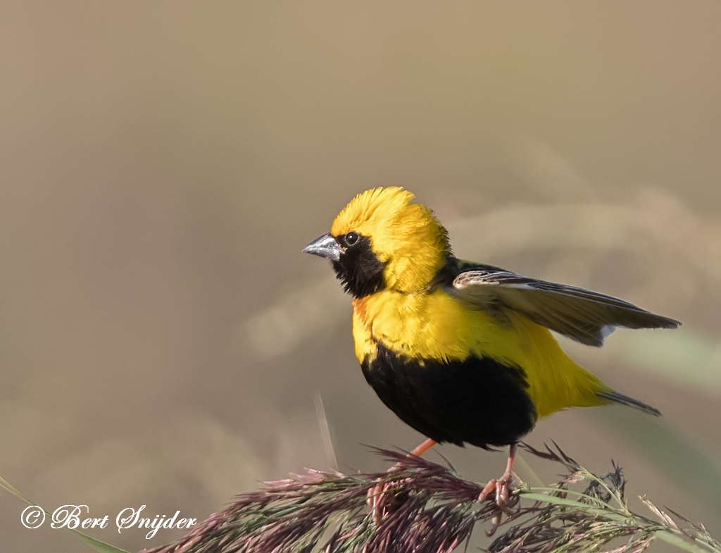 Yellow-crowned Bishop Birding Portugal