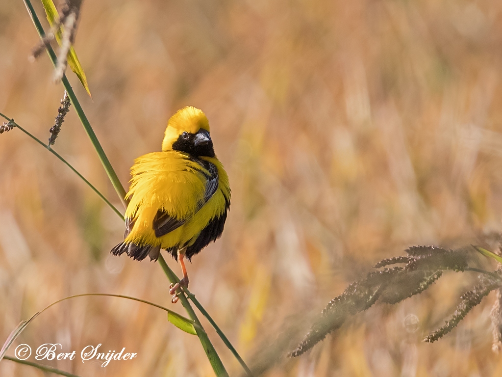 Yellow-crowned Bishop Birding Portugal