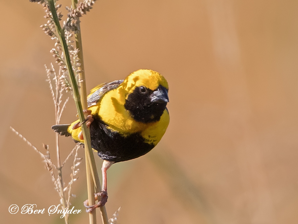 Yellow-crowned Bishop Birding Portugal