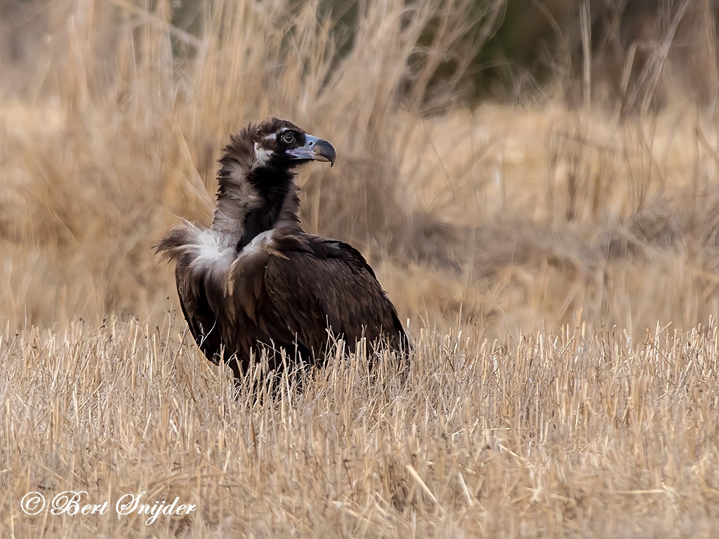 Black Vulture Birding Portugal