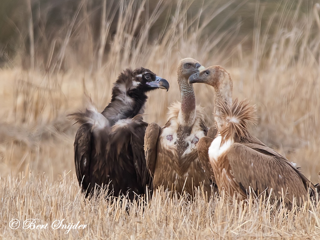 Black Vulture Birding Portugal