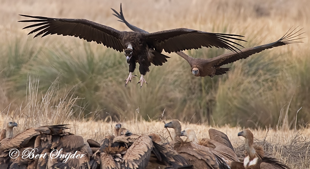 Black Vulture Birding Portugal