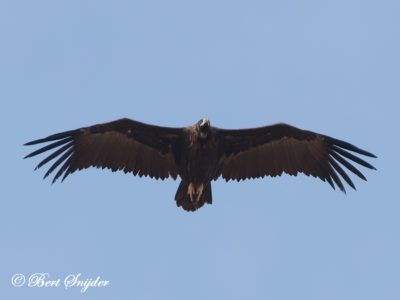 Black Vulture Birding Portugal