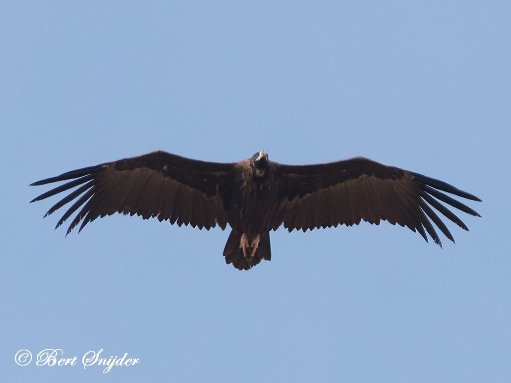 Black Vulture Birding Portugal