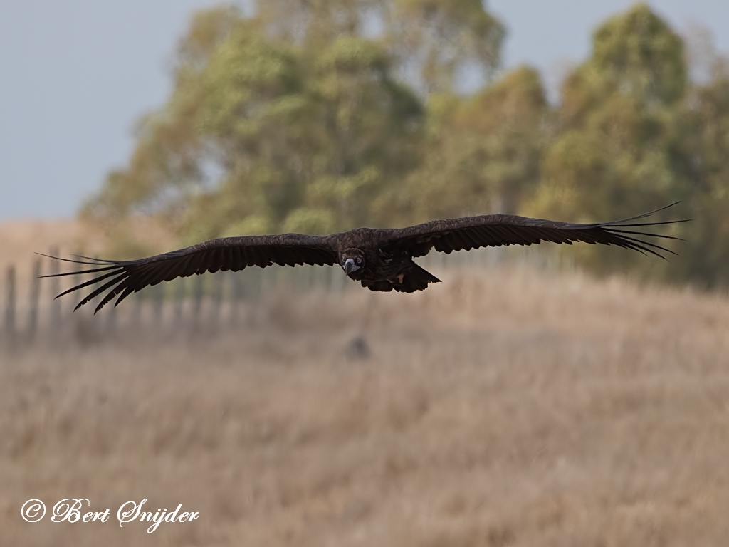 Black Vulture Birding Portugal