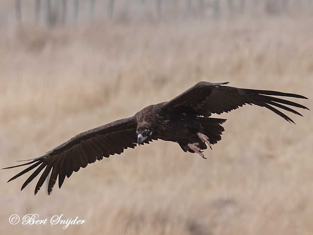 Black Vulture Birding Portugal