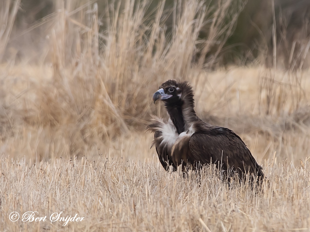 Black Vulture Birding Portugal