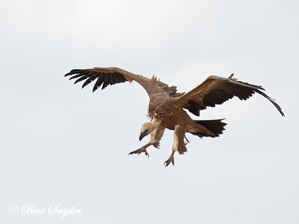 Griffon Vulture Birding Portugal