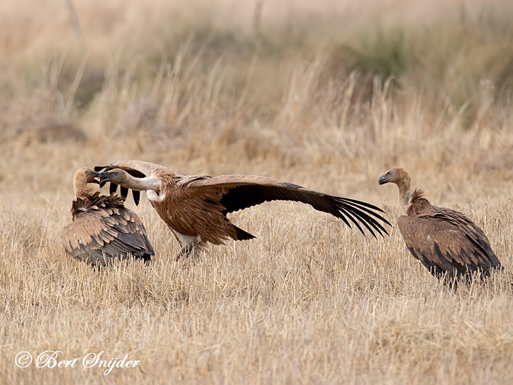 Griffon Vulture Birding Portugal