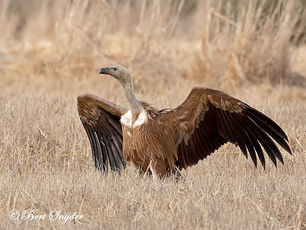 Griffon Vulture Birding Portugal