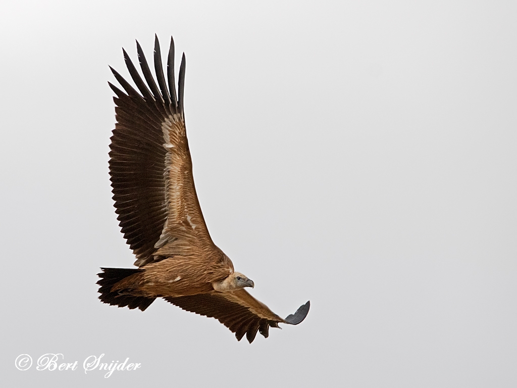 Griffon Vulture Birding Portugal