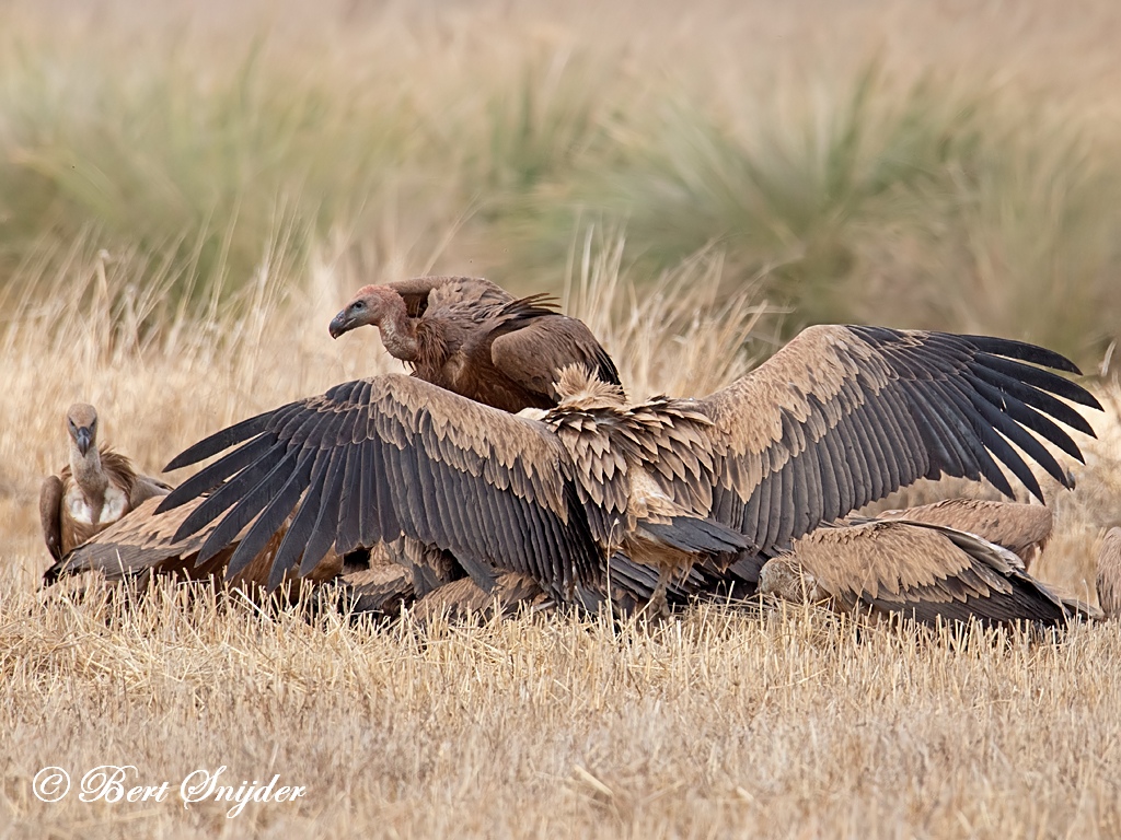 Griffon Vulture Birding Portugal