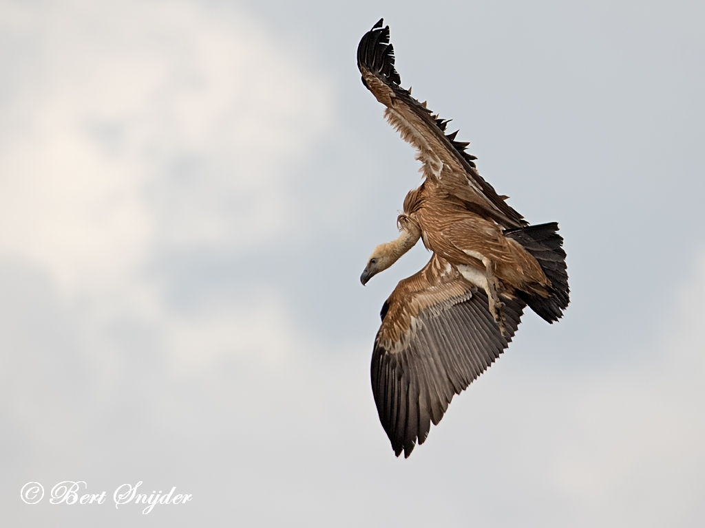 Griffon Vulture Birding Portugal