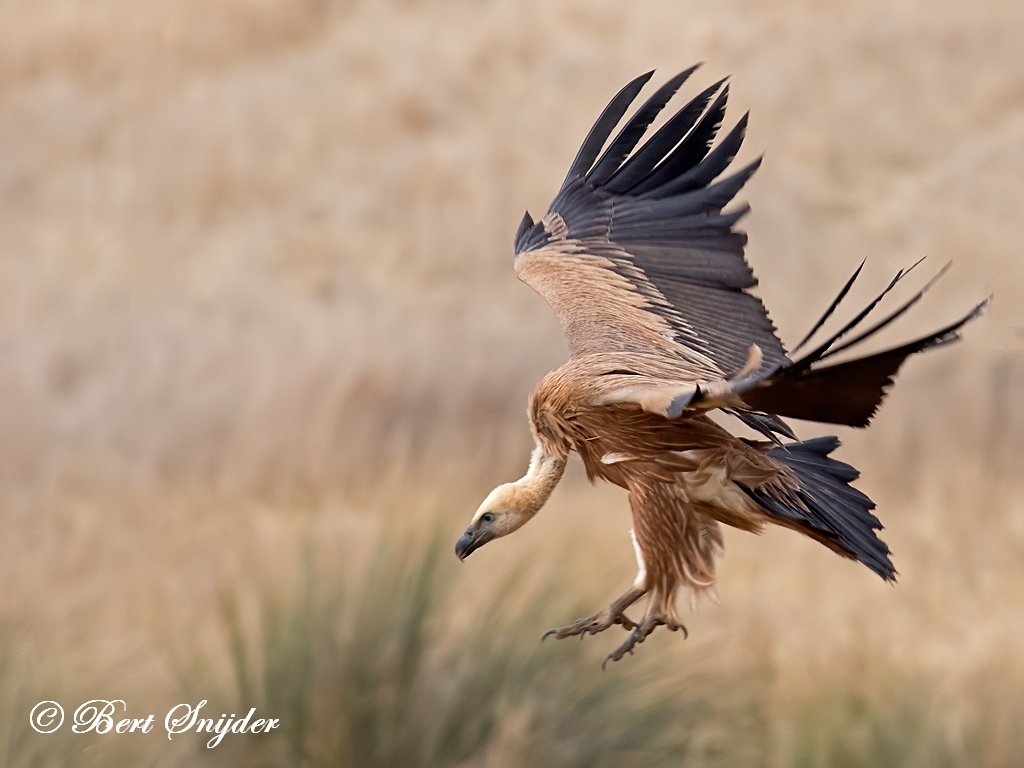 Griffon Vulture Birding Portugal